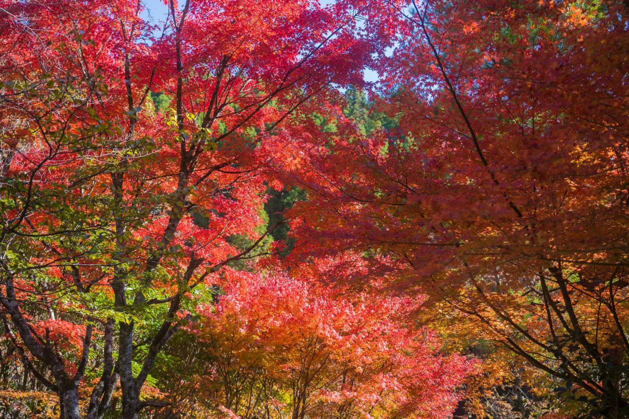 Oyado Hanabou Minamioguni Exterior foto